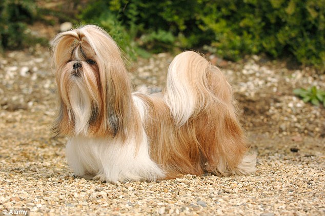 Como Ensinar o Shih tzu a Passear Sem Guia
