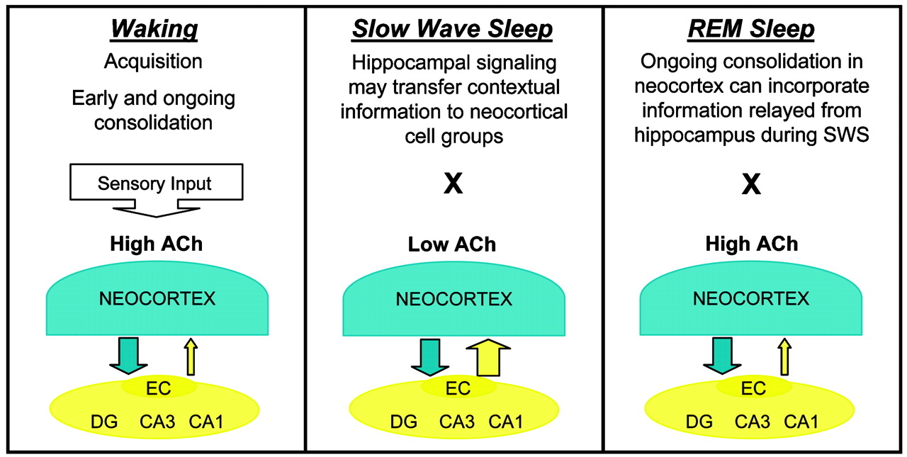 Slow-Wave Sleep. Html Rem. Memory Sleep. Memory Consolidation. Slow meaning