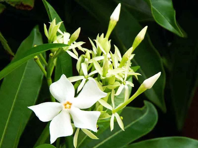 star-sheped white flowers and long green leaves