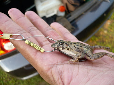 umpan ikan gabus paling jitu