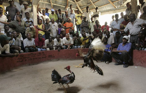 Balawou Combat de coqs