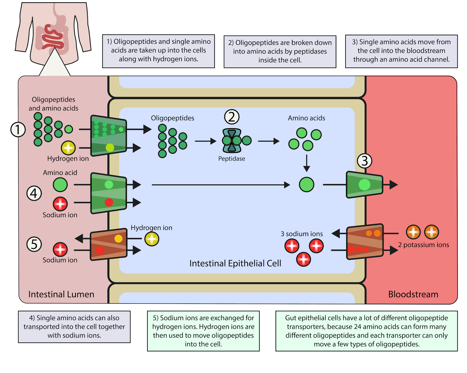 bb006 protein digestion basics biomed visuals protein digestion