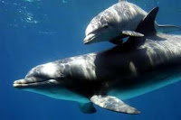 baby bottlenose dolphin