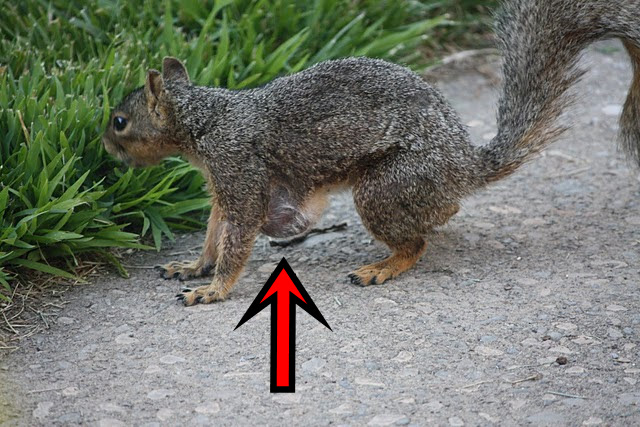 Pregnant Squirrel 12