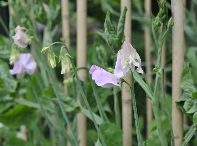Growing With Plants How To Grow Sweet Peas For Cut Flowers By Mid June Flower Buds Will Ear And Extend Long Tall If The First Set Yellows Falls Off Don T Dispair But Keep An Eye Out For Virus