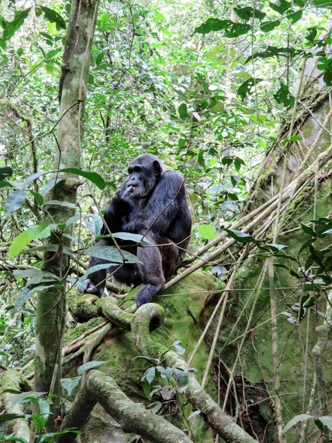Chimpanzee in Uganda's Kibale National Forest