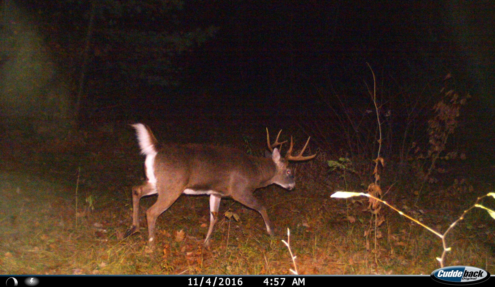 Massachusetts Deer Hunting