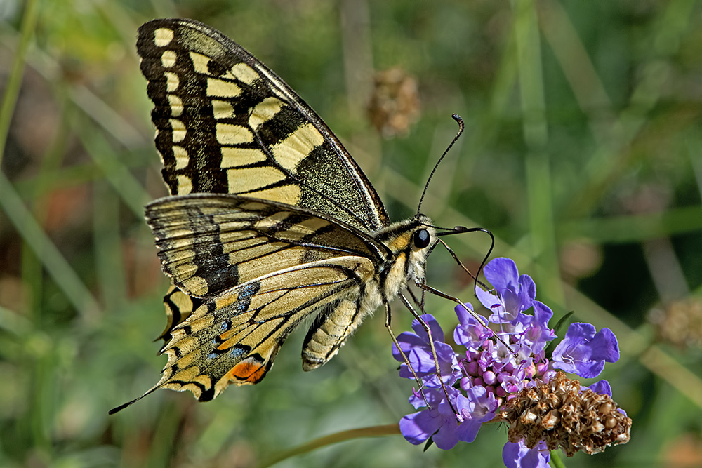Butterflies of France Gallery 2 BugsAlive