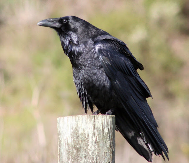 Animal You: Raven