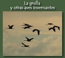 http://iberian-nature.blogspot.com.es/p/ruta-tematica-la-grulla-y-otras-aves.html