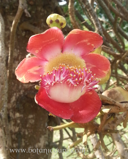 Couroupita guianensis, Cannonball Tree flower