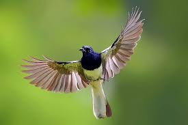 Master Suara Burung Kacer Betina Bagus Pakan Burung Joss