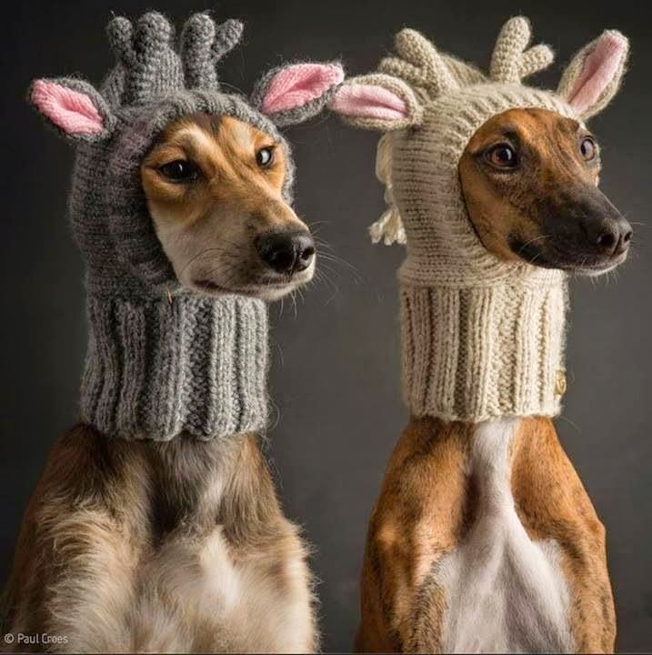 Ideas & Products Crochet & Knitted Dog Hats