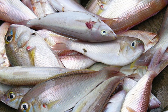 Cá đổng quéo Cá đổng quéo