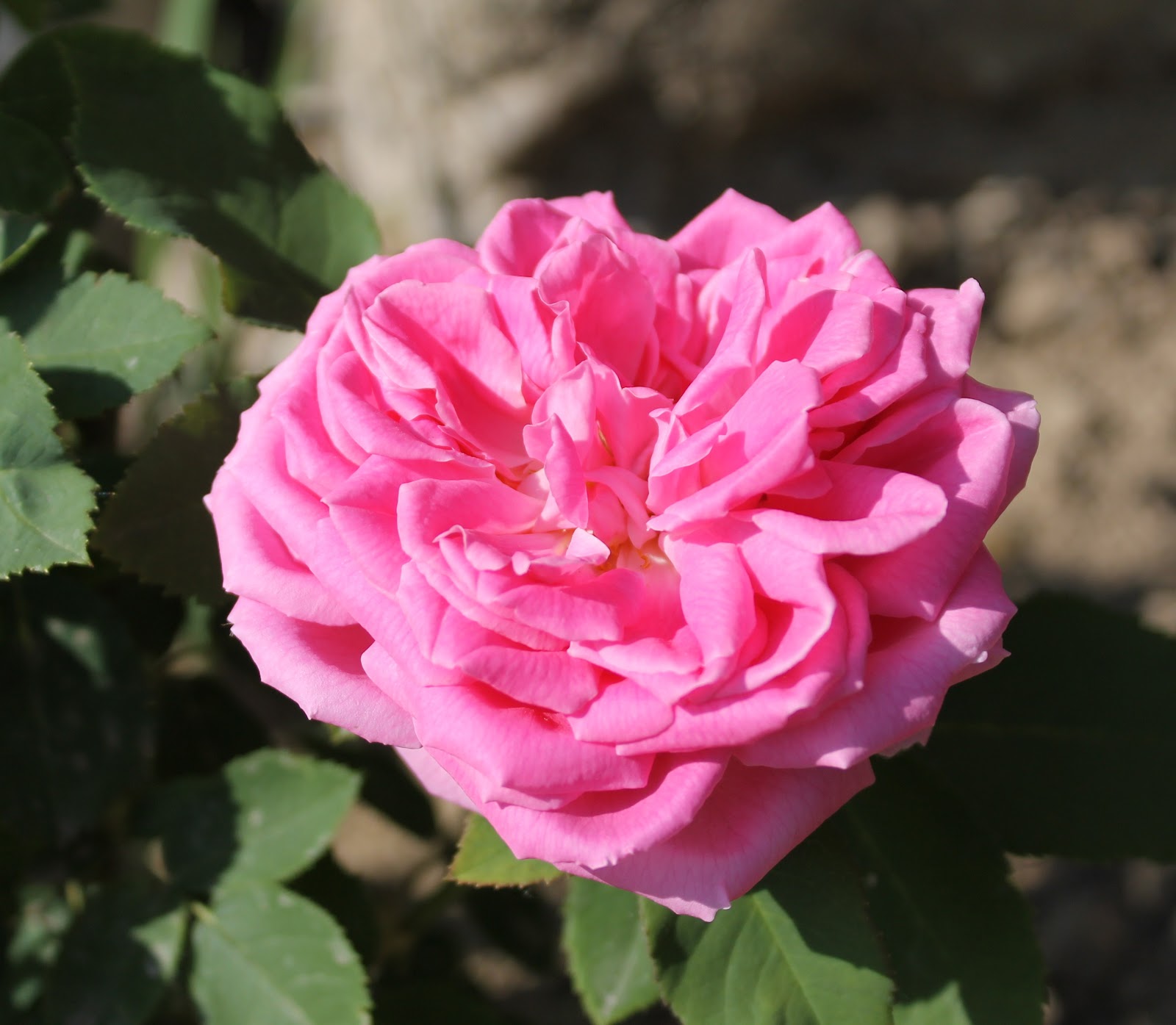 Christine erzählt Rosa Rose