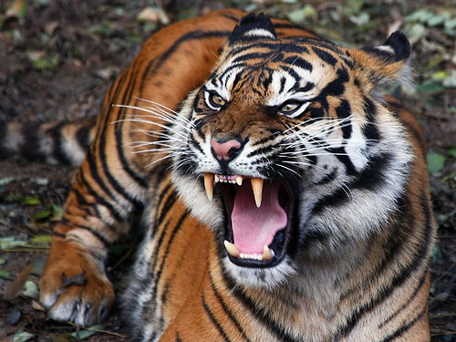 44+ Koleksi Istimewa Gambar Hewan Harimau Jawa