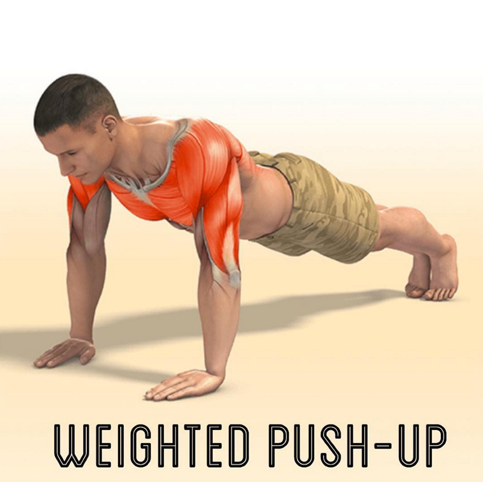 Chest Muscle Anatomy Workout Bodybuilding and Fitness Zone