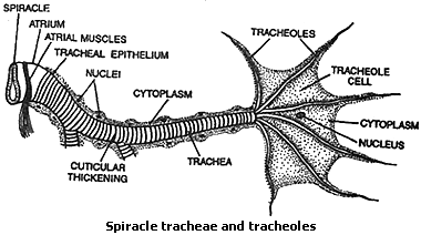 Morphology and anatomy of cockroach|Roaches