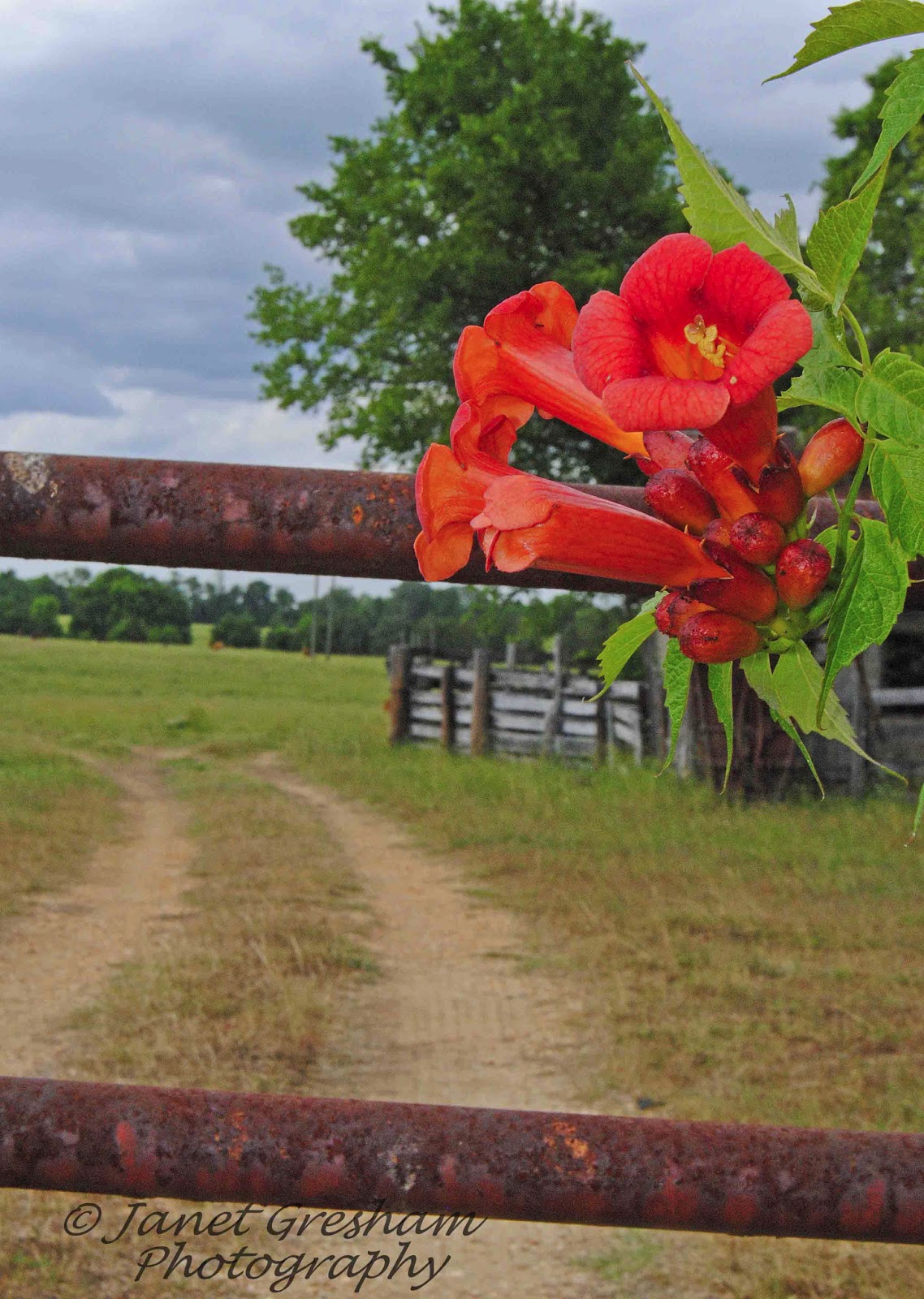 Selma, Ala. Daily Photo The Trumpet's Gate