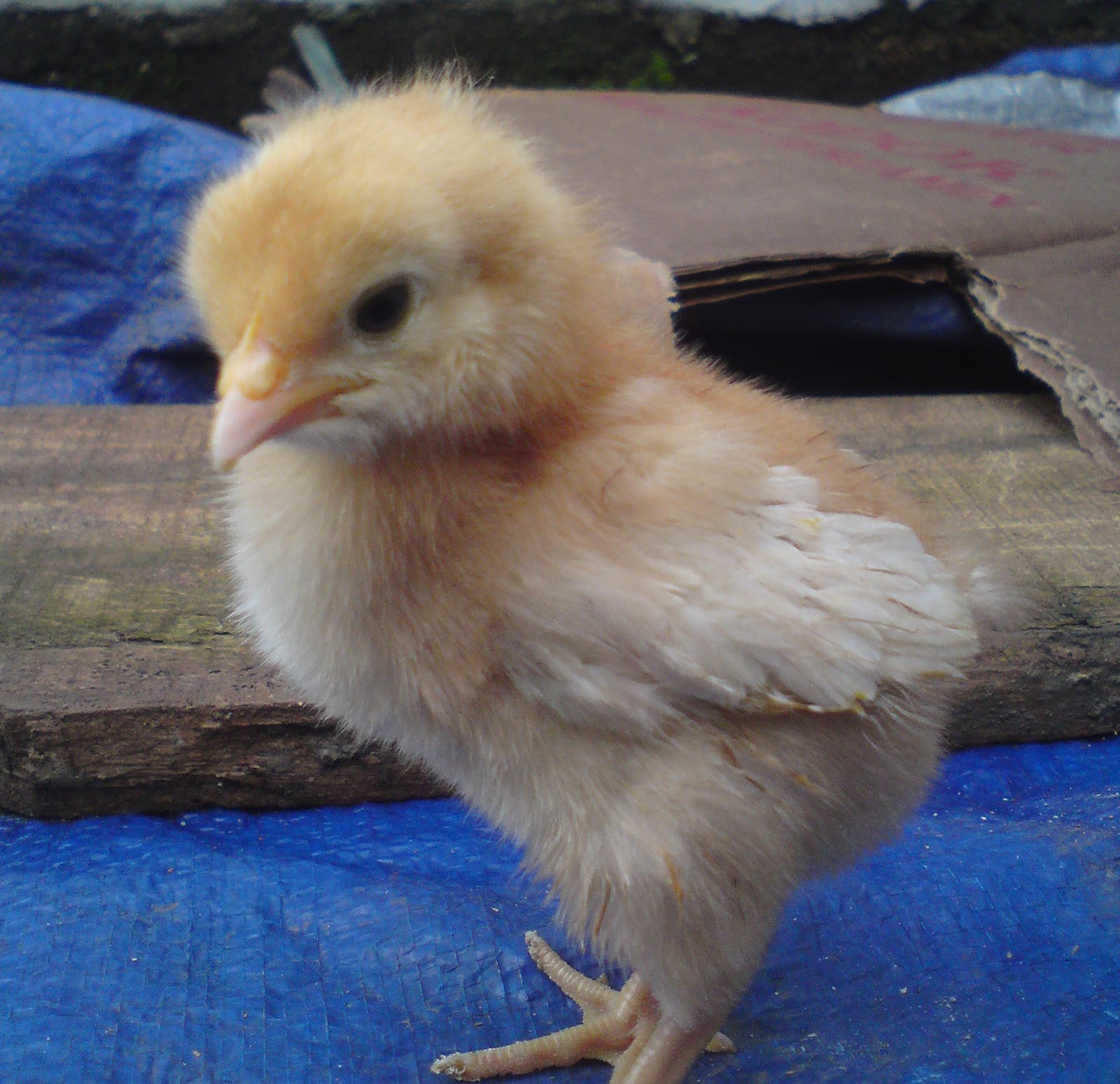Photo Cara Membedakan Ayam Jantan atau Betina Menurut Mbak Sapariah