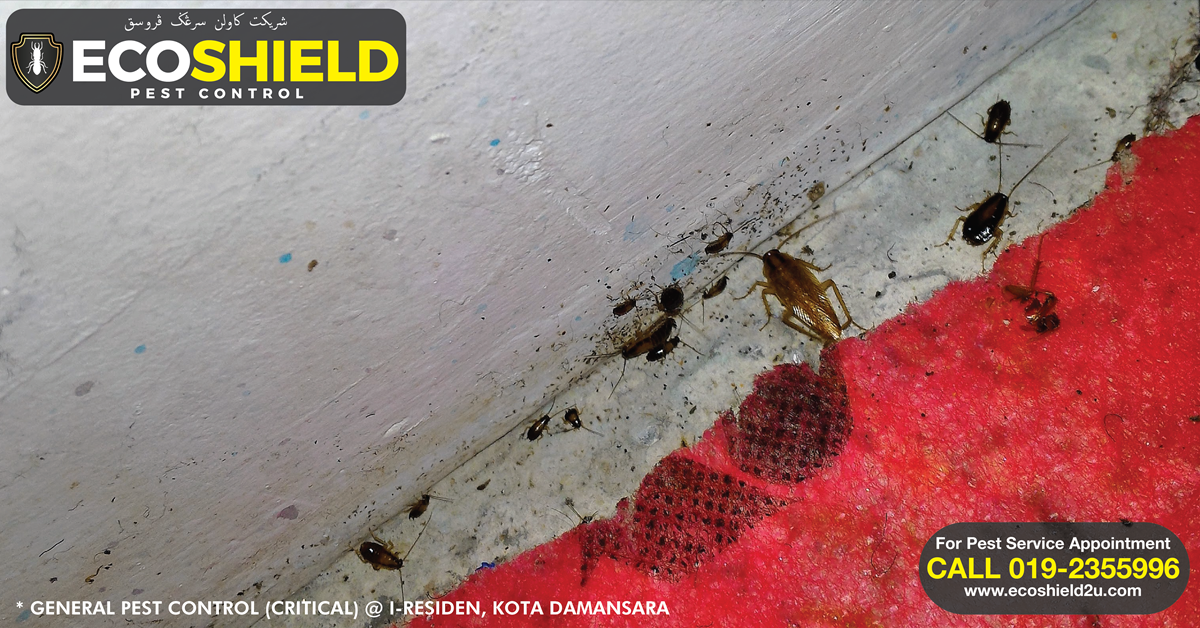 General Pest Control Cockroaches (Offices) Kota Damansara Pest