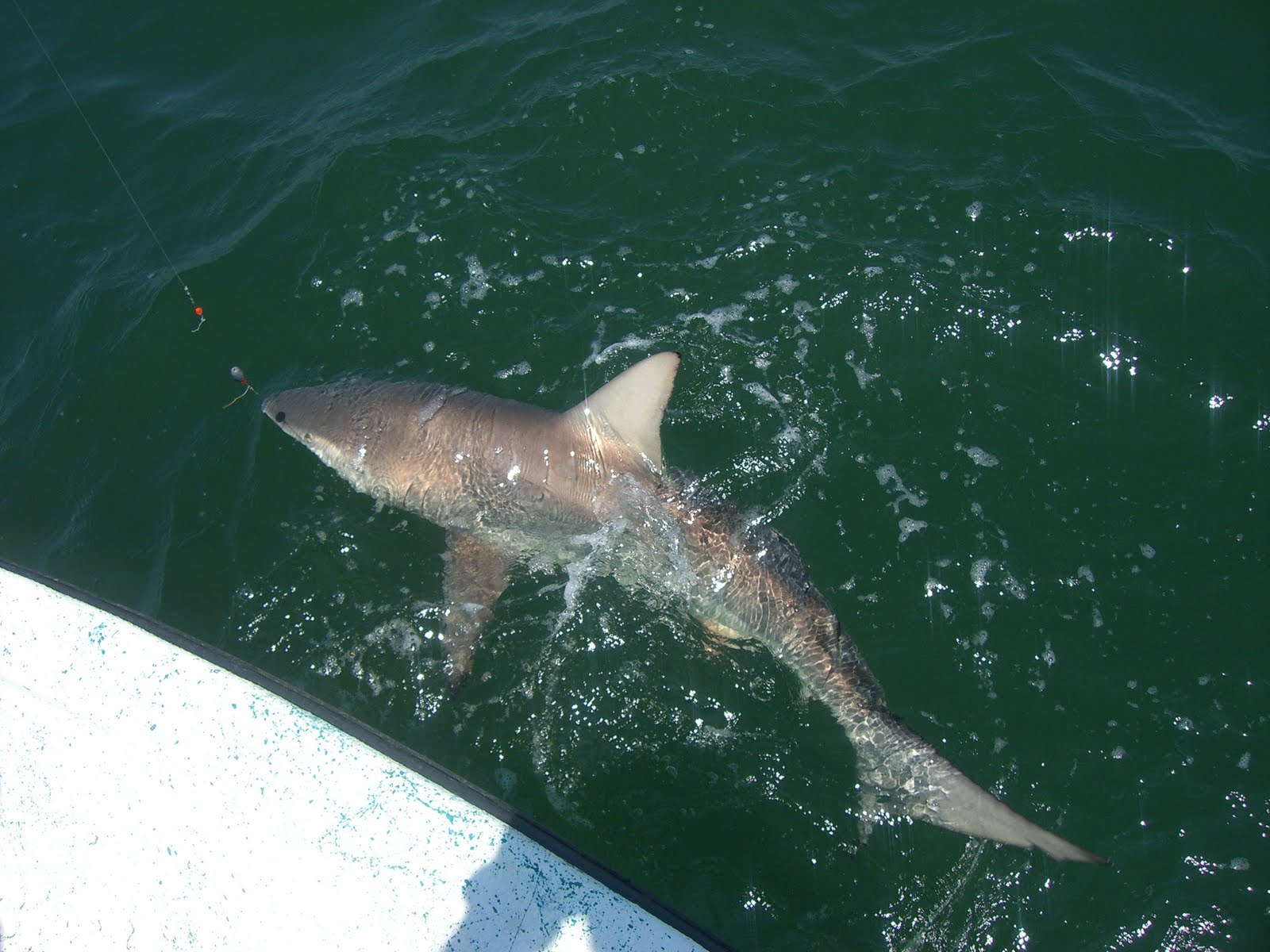Galveston Bay Texas and Sabine Lake Fishing Reports: 08-22-2011 Sharks ...