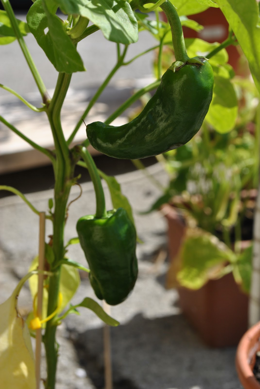 Adventures in Spain Our Spanish vegetable garden