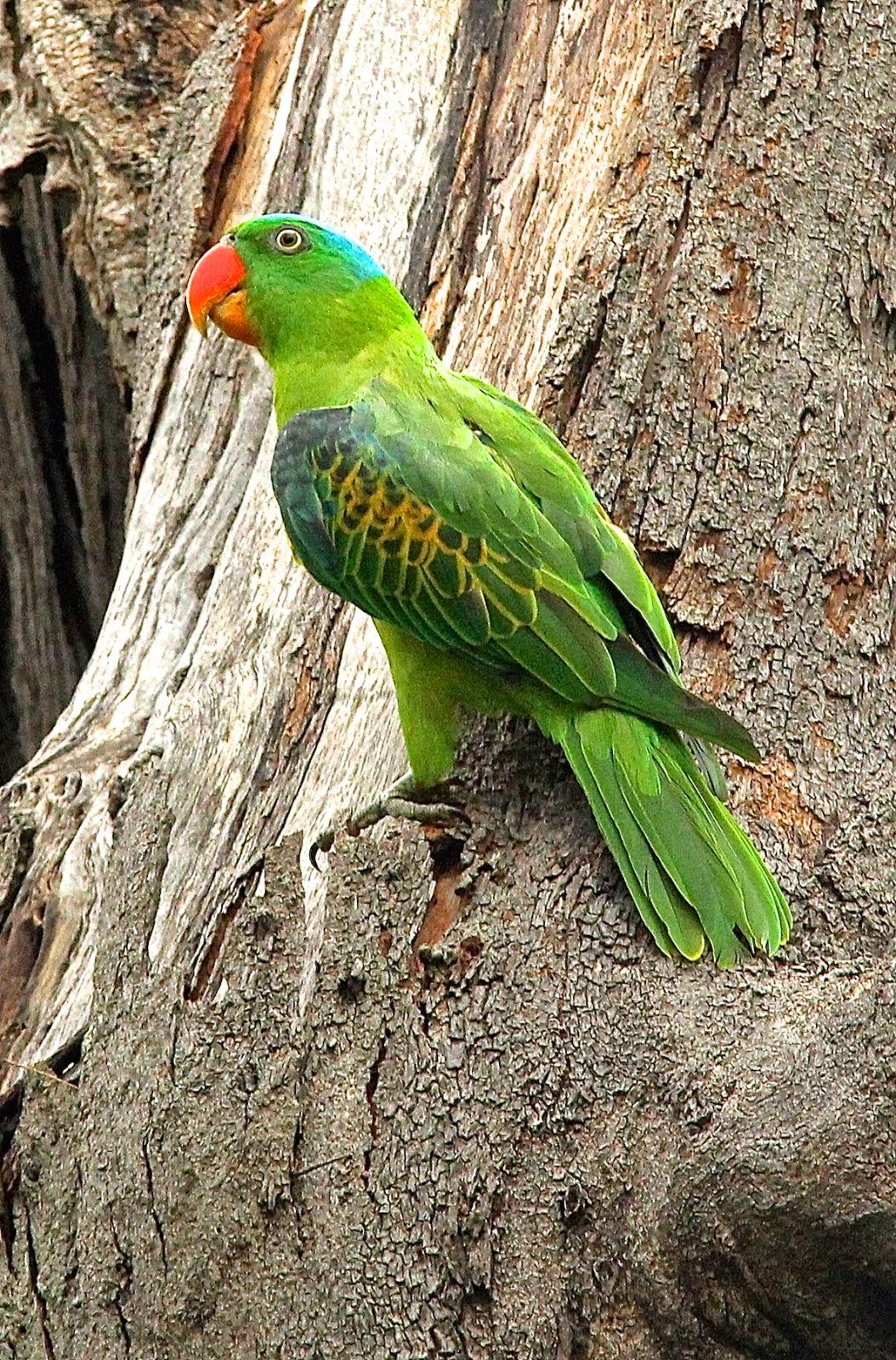 Blue-naped Parrot