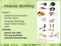 Adaptasi Morfologi Adaptasi Morfologi
