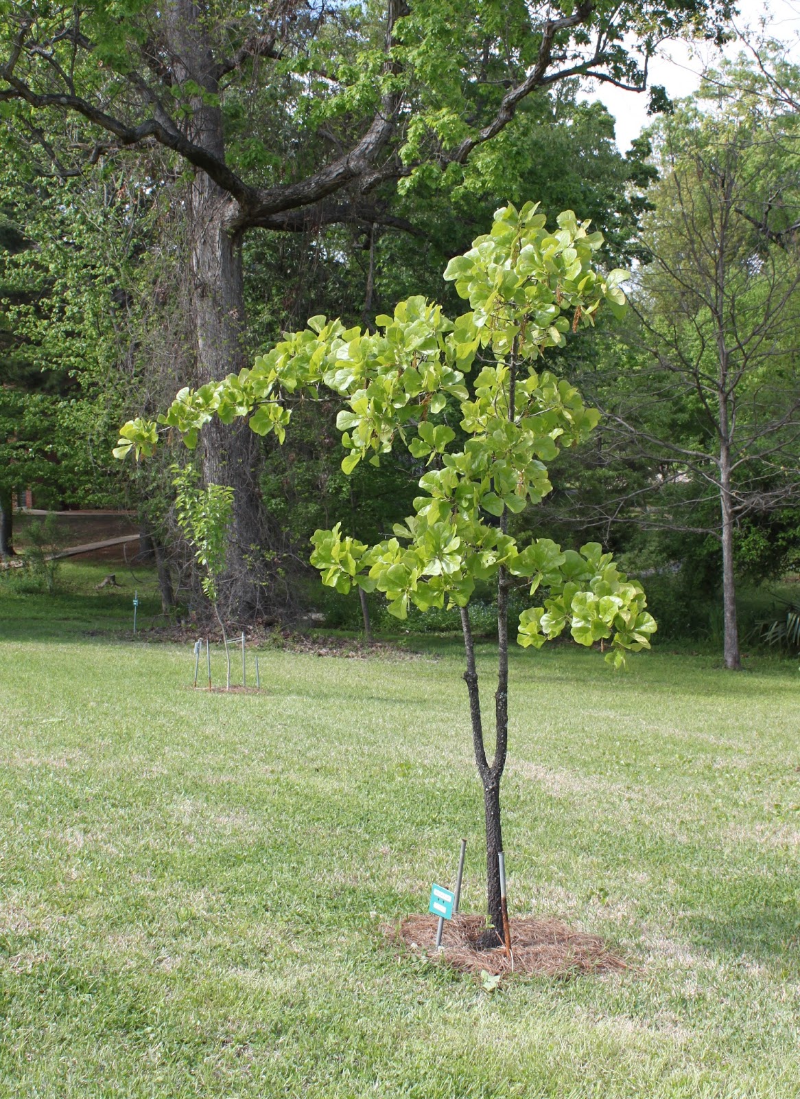 Centenary College Arboretum Tree of the Week Blackjack Oak (Quercus