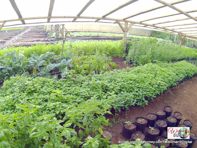 Organic Herbs at Alomah's Place Organic Farm in Bukidnon