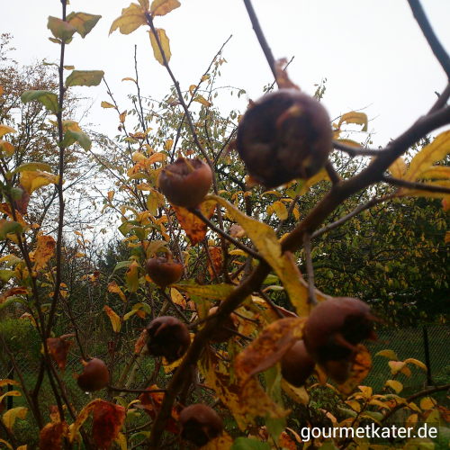 Mispel / Steinapfel