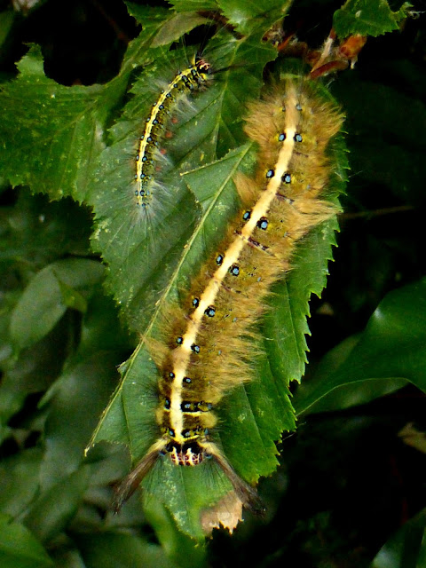 Trabala pallida caterpillar Trabala pallida caterpillar