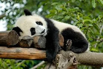 Panda Ailuropoda melanoleuca - berbagaireviews.com