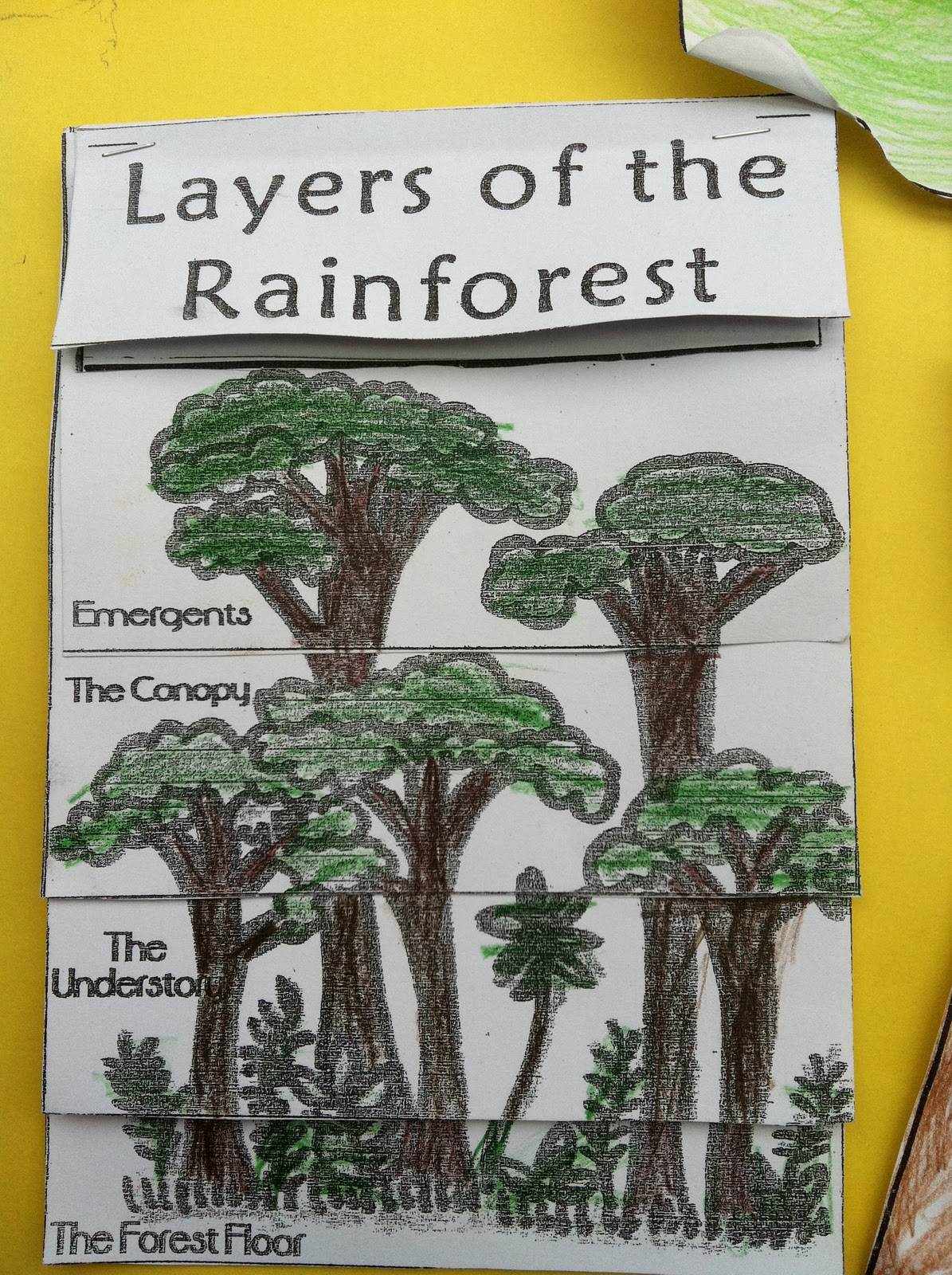 4 Layers Of The Rainforest For Kids
