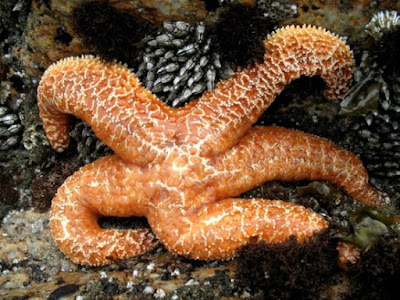 Evolutionists maintain that environment causes evolution such as in this sea star, but they do not have actual science to support their claims.