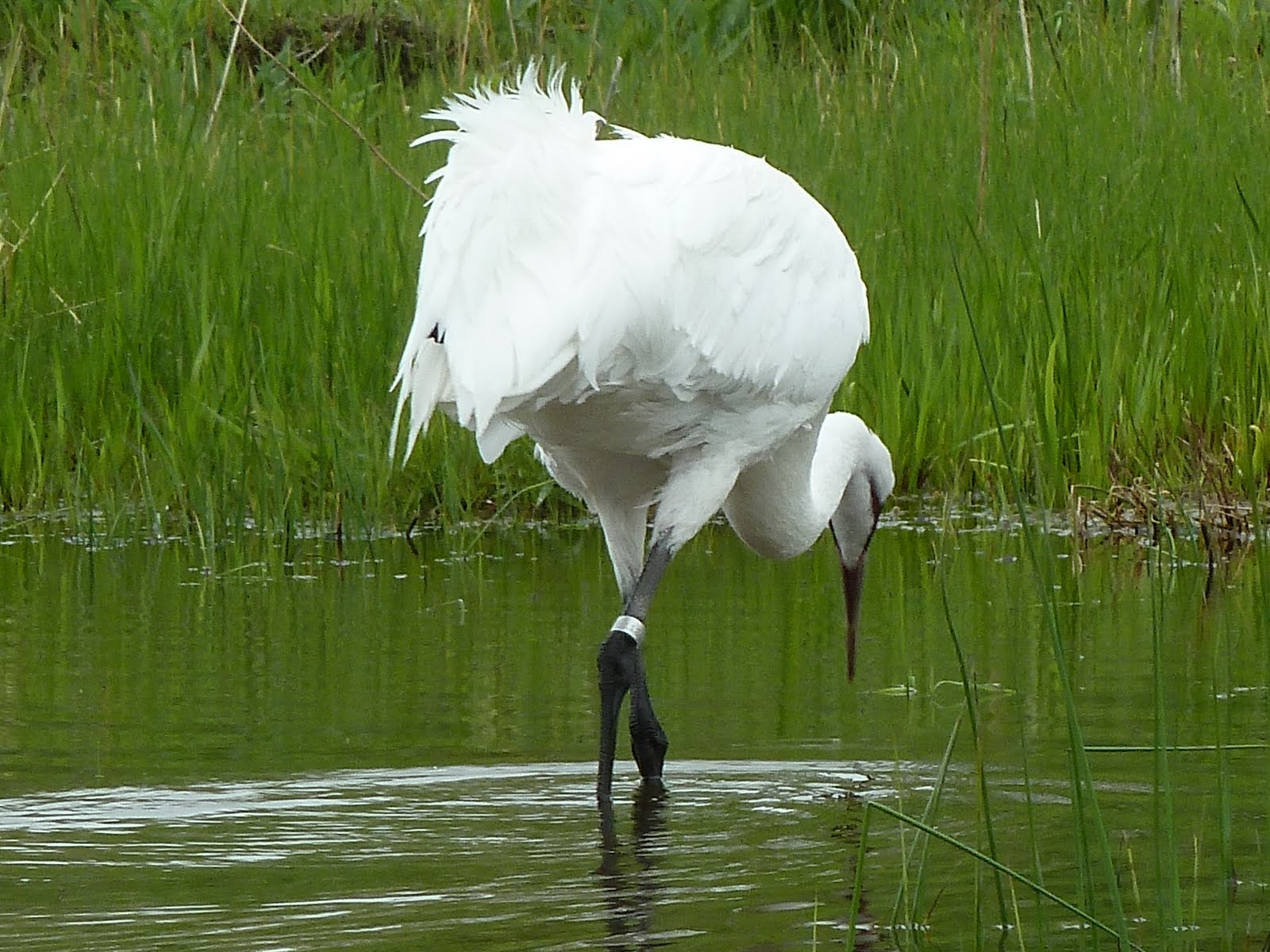 Penelopedia Nature and Garden in Southern Minnesota Whooping Cranes