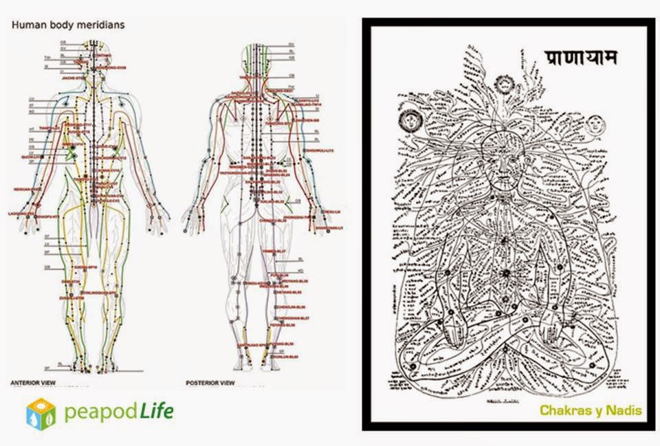 Meridians webcam. Нади. 72 000 Каналов Нади схема. Нади схема во всем теле. 72000 Нади в теле человека Канда.
