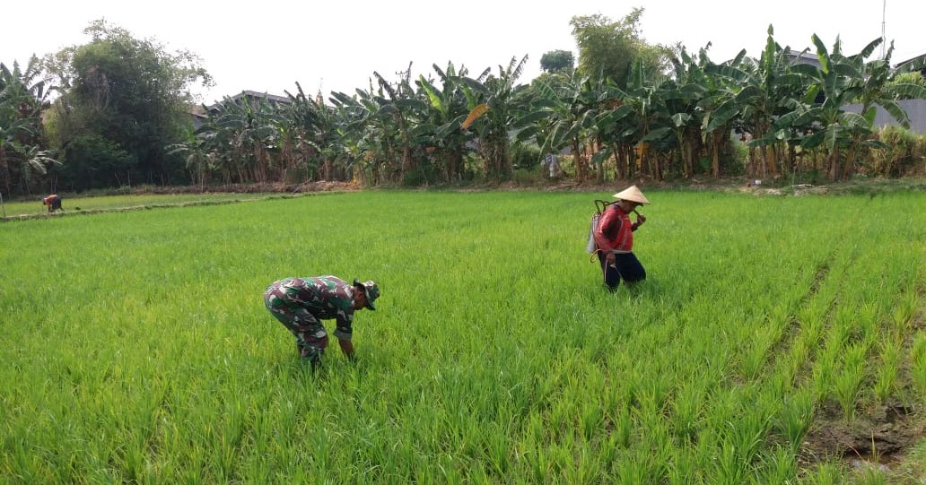 BABINSA MENDAMPINGI PETANI MERAWAT TANAMAN PADI - KODIM 0722/KUDUS