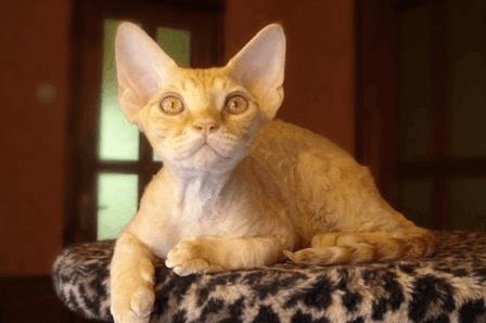 the devon rex