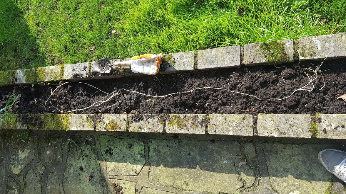 HOW TO CONTROL BINDWEED Convolvulus arvensis The Garden of Eaden