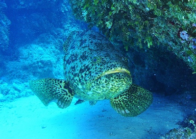 epinephelus-itajara-goliath-grouper
