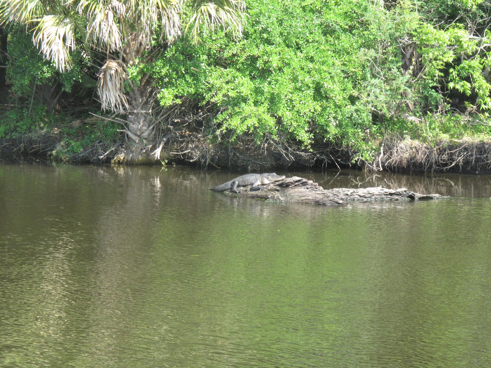 High Spirits Great Loop Voyage Welaka Town dock, Welaka, Florida