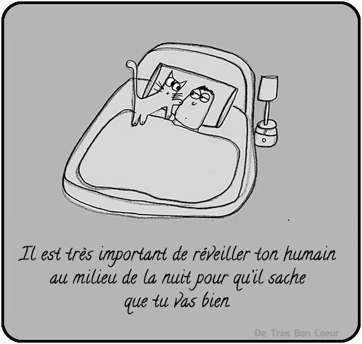🌟Rassurer les personnes qui vous nourrissent🌟 Il est très important de réveiller ton humain au milieu de la nuit pour qu’il sache que tu vas bien. Est-ce que votre chat s'inquiète pour vous durant la nuit ? Commentez, Partagez laissez une trace de votre passage cela fait toujours plaisir.