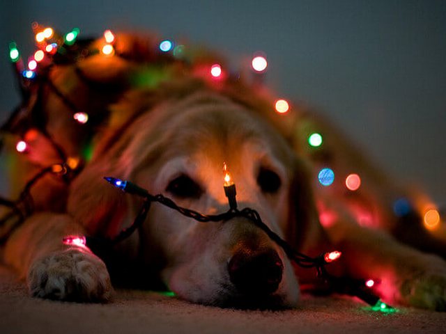 como tomar hermosas fotos de navidad con bokeh