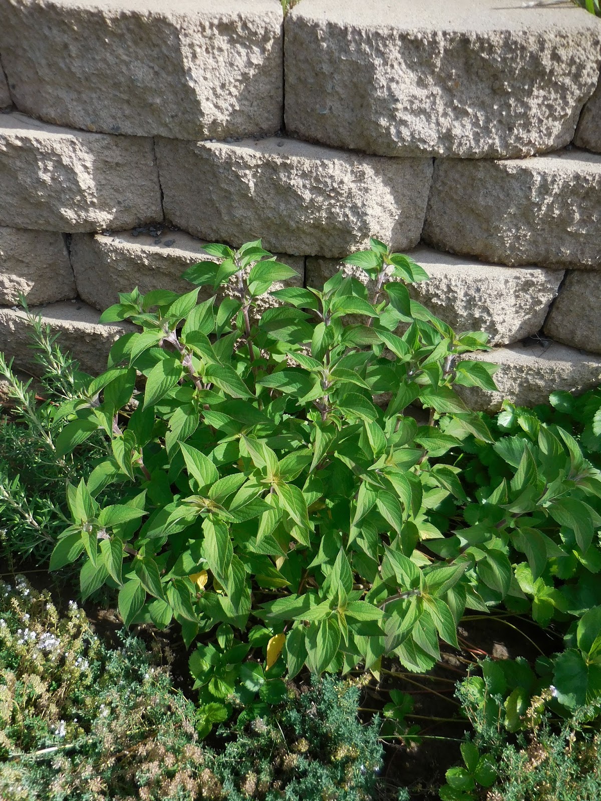 Of Books and Blooms Pineapple Sage Jelly