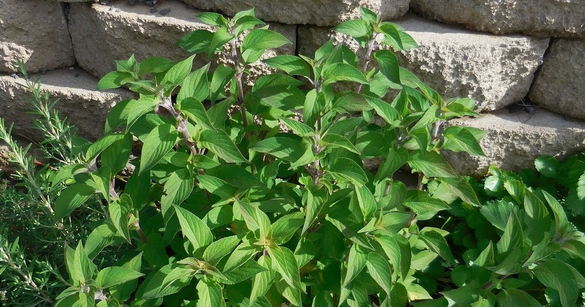 Of Books and Blooms Pineapple Sage Jelly