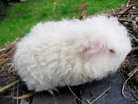 Kawasaki Piggyboo Świnka morska rasy merino w umaszczeniu white p.e.