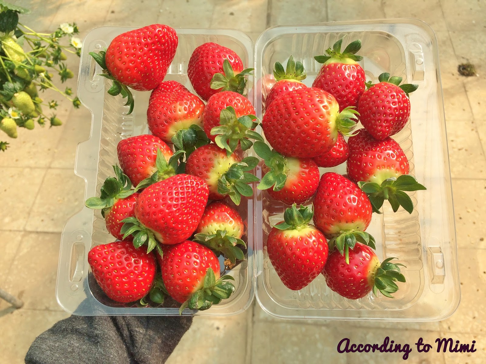 Trip to Al Bohayra Mazraa, aka the Blue Lake Farm ATM