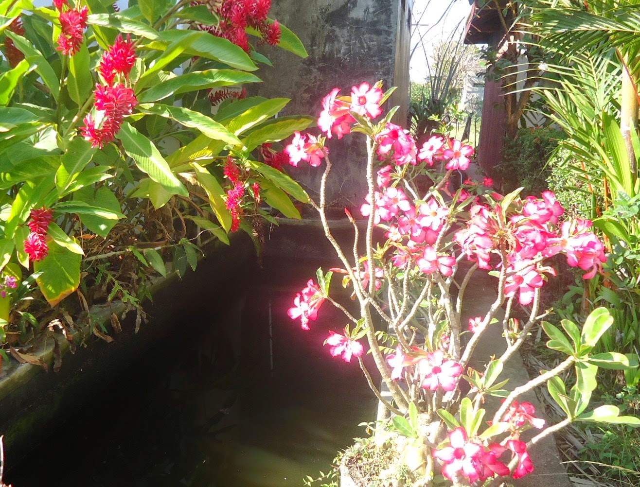 Oktober 2014 Cerita Ulat Sutra